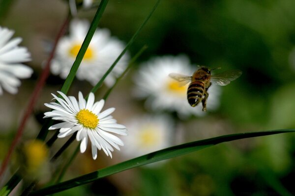 Bumblebee über weißer Kamille