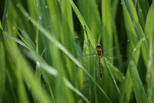 Libelle setzte sich auf grünes Gras