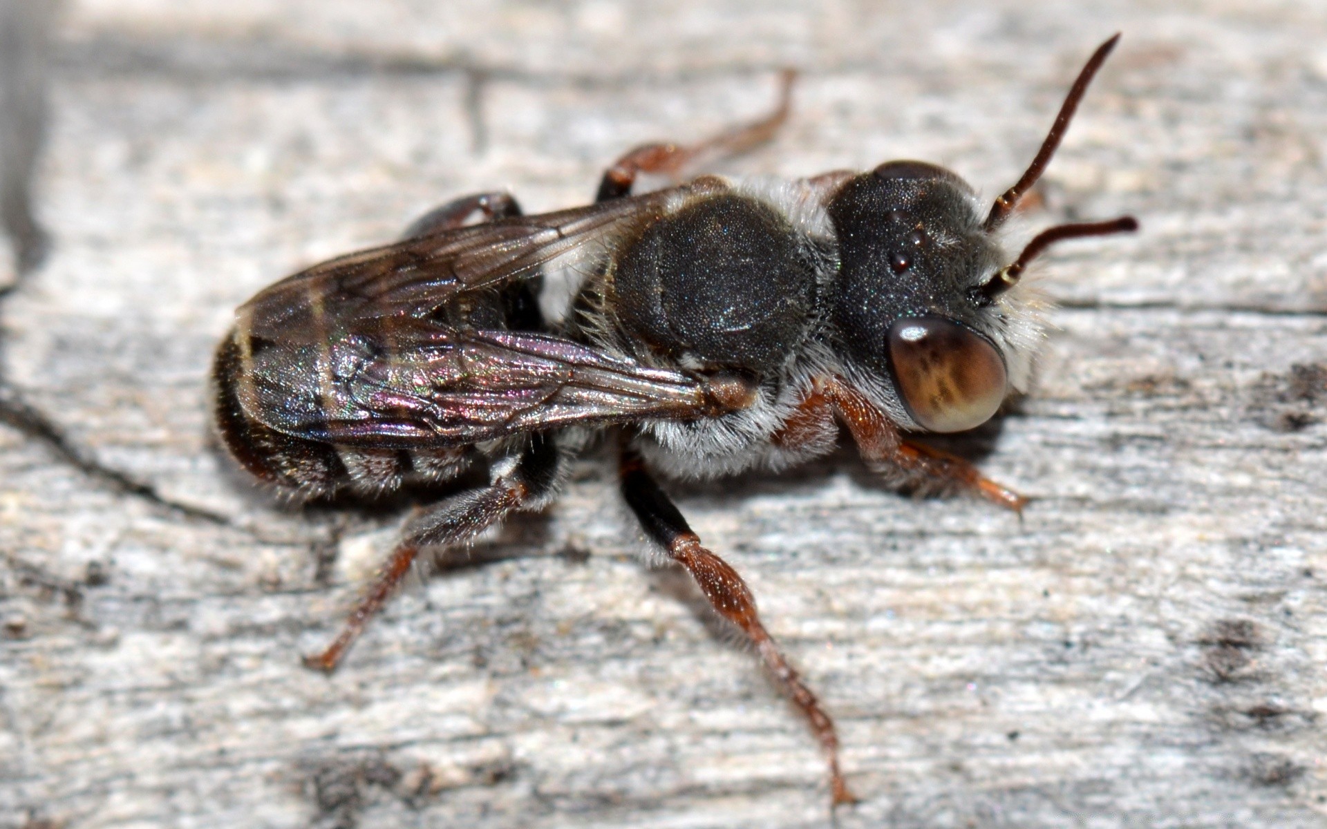 insekten insekt natur wirbellose tier tierwelt wenig schließen wild in der nähe käfer