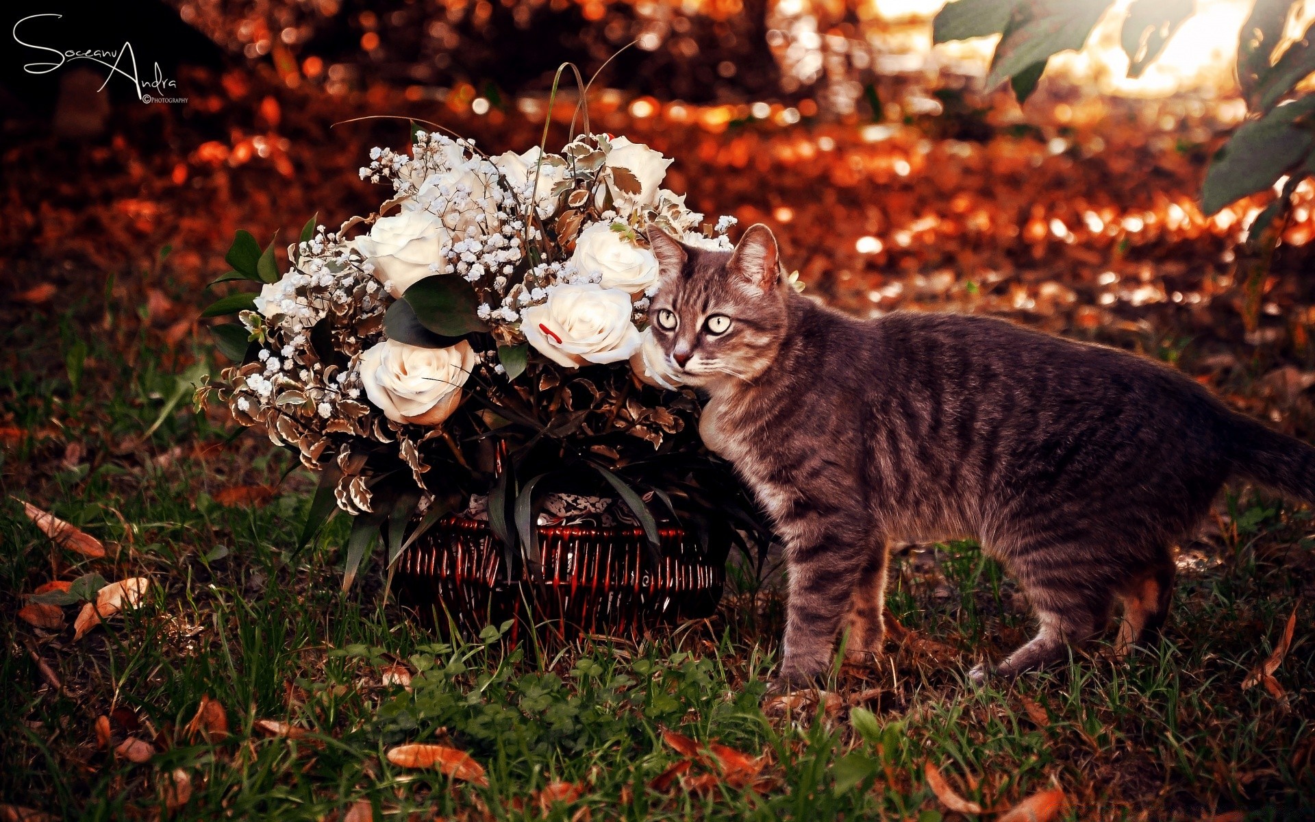 katzen säugetier natur im freien herbst katze baum blatt gras eine niedlich porträt