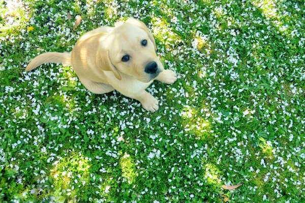 Netter Hund sitzt auf dem Gras