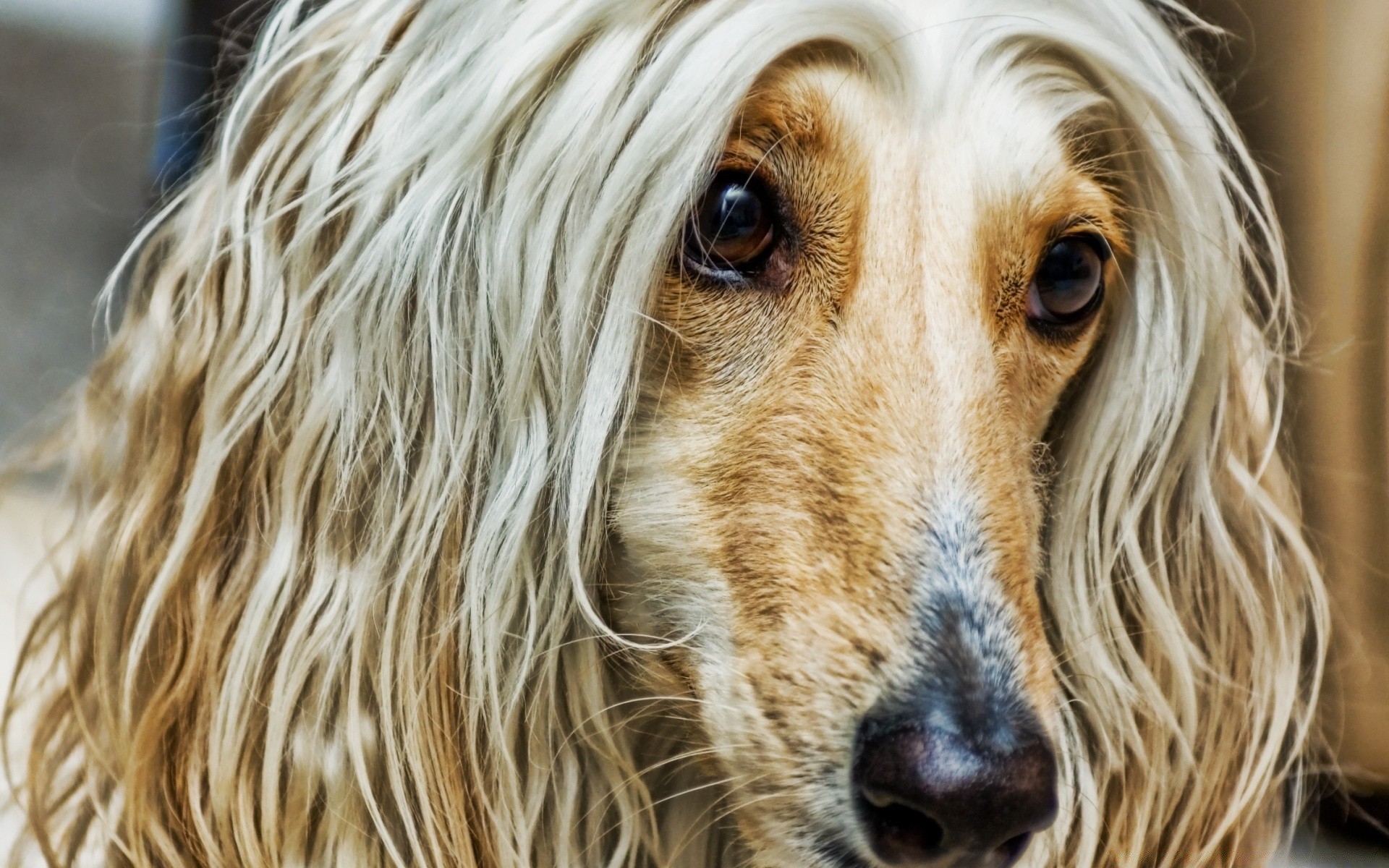 hund hund niedlich haustier säugetier tier porträt hundeführer fell junge haare rasse inländische liebenswert welpe anzeigen flauschig