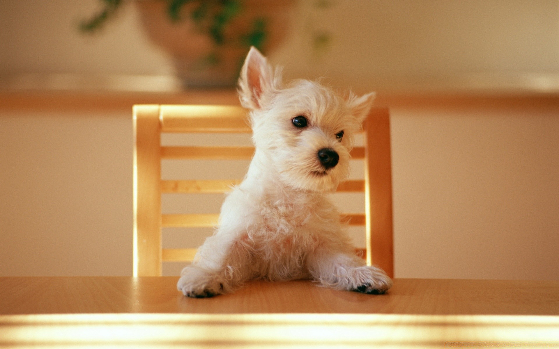 hund hund haustier niedlich hundespezialist welpe inländische säugetier drinnen sitzen porträt tier wenig