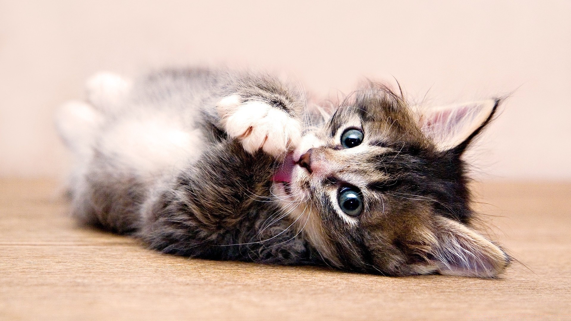 katze säugetier niedlich tier katze haustier fell inländische flaumig liebenswert wenig kätzchen flauschig junge haare porträt kind auge vorschau schnurrbart lustig