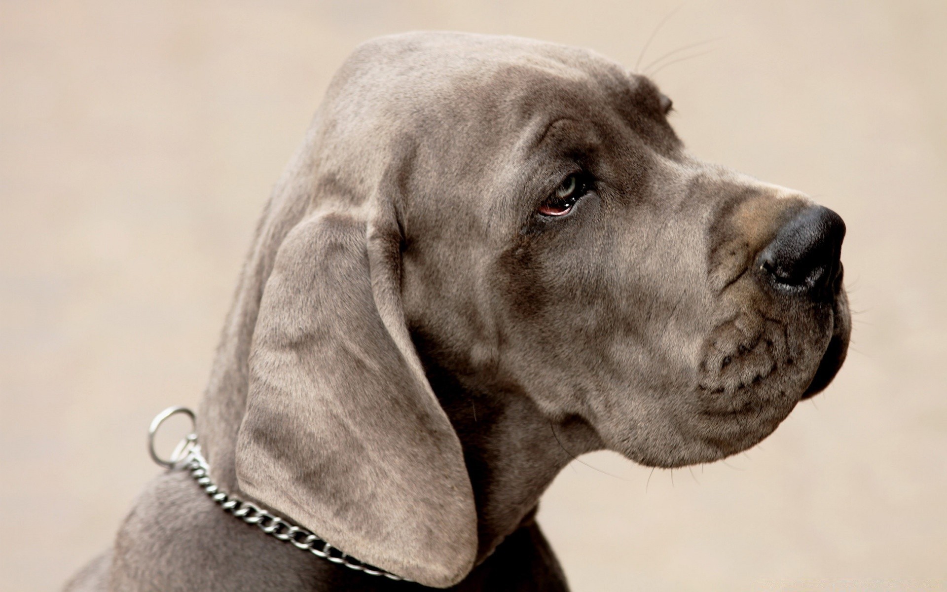 hund hund porträt hundesprecher säugetier haustier tier ein welpe niedlich studio retriever