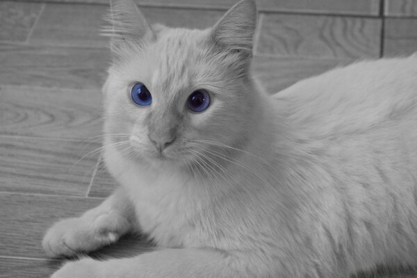 Weiße Katze mit großen Augen