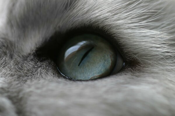 Blaues Auge der pelzigen Katze