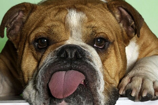Süßer Hund hat seine Zunge herausgerissen