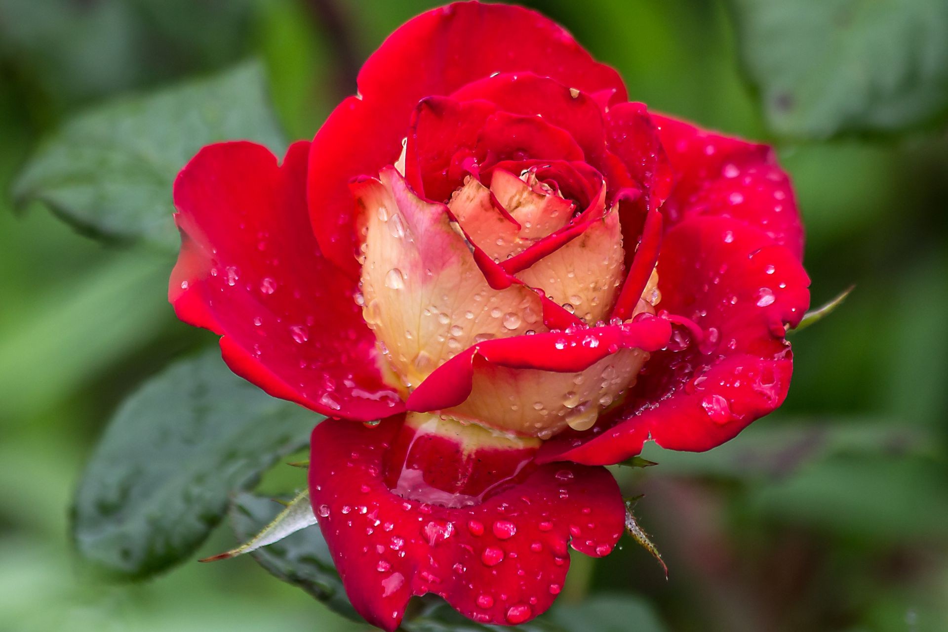 rose natur blume blatt flora garten tau liebe sommer blumen hell farbe blütenblatt schließen blühen