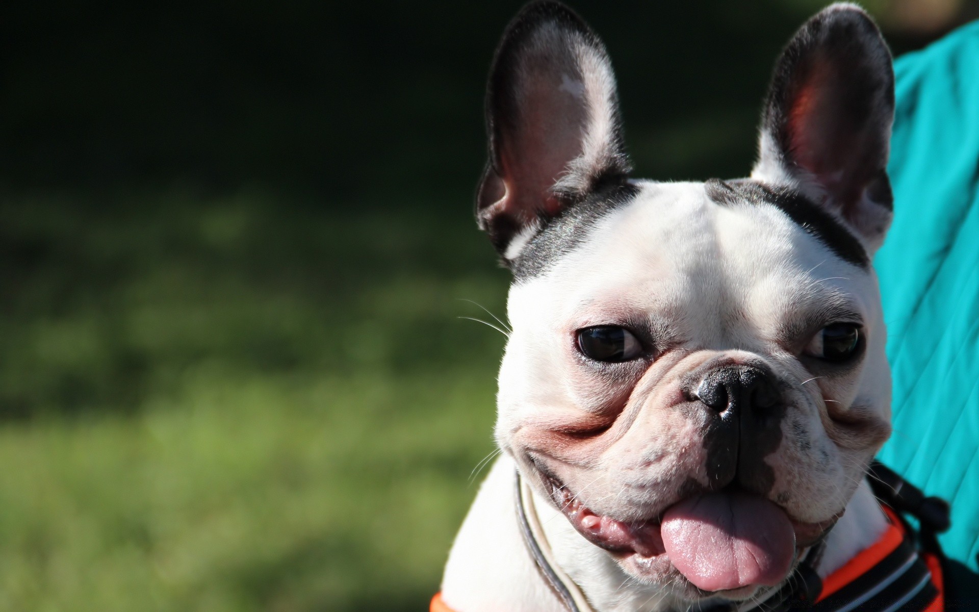 hunde hund hundesportler porträt säugetier haustier niedlich junge bulldogge ein welpe lustig terrier im freien wenig anzeigen