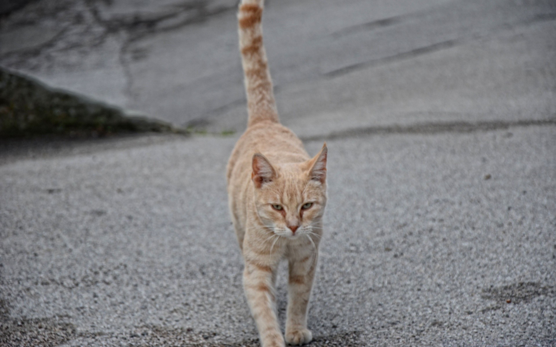 katzen katze niedlich porträt tier natur im freien grau ein wenig junge durchsuchen