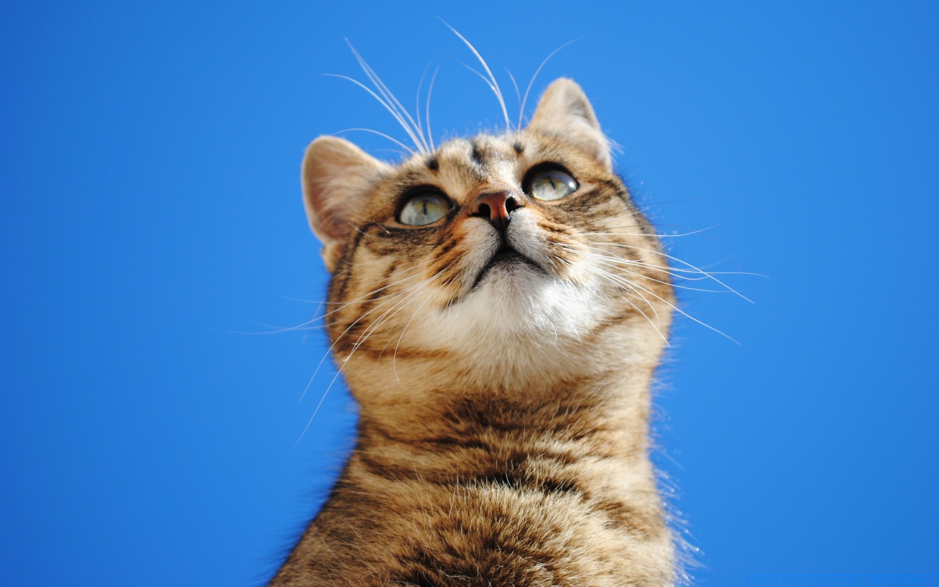 katze katze haustier tier niedlich porträt säugetier inländische auge fell kätzchen jung kopf flaumig vorschau flauschig wenig liebenswert lustig