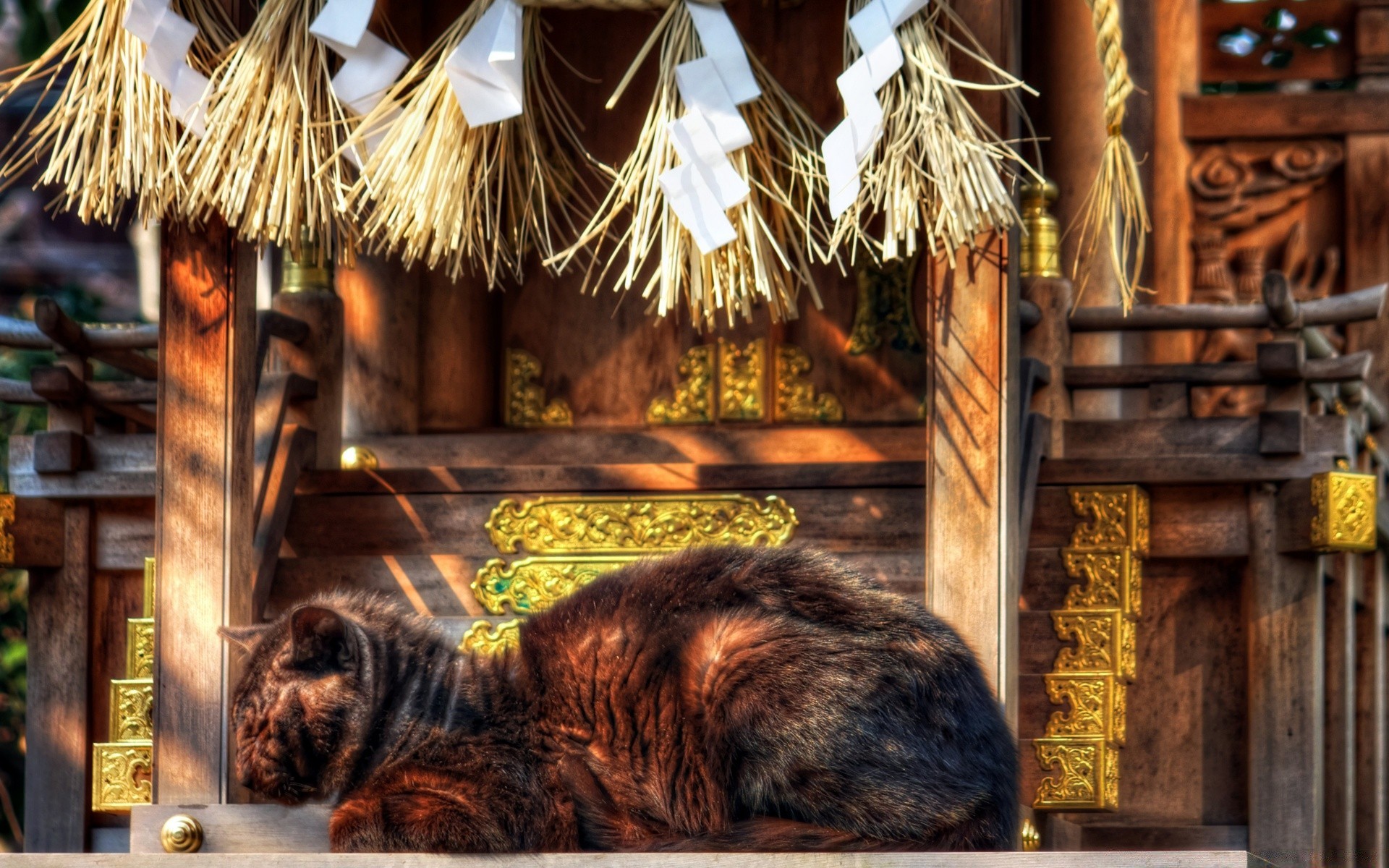 katzen holz haus aus holz traditionelle architektur alte familie drinnen