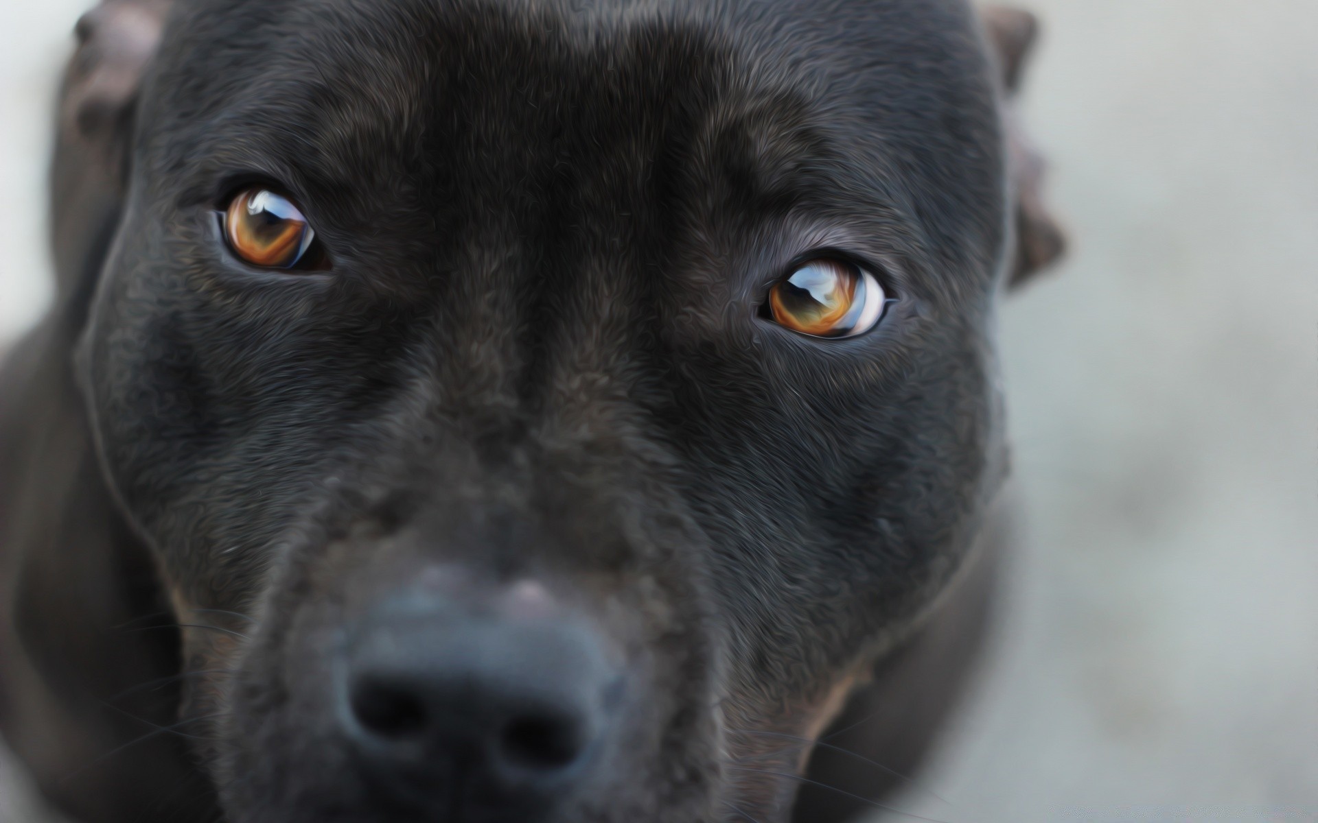 hund hund porträt haustier niedlich hundespezialist säugetier tier auge welpe eine ansicht studio wenig lustig loyalität liebenswert pelz
