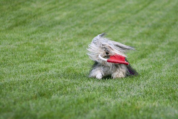 Pelziger Hund spielt auf dem Rasen