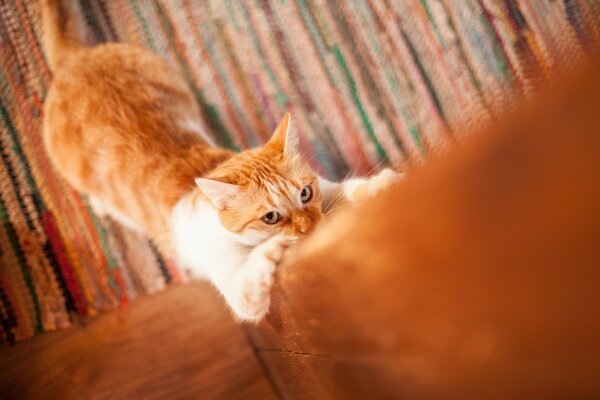 Rote Katze mit Klauen
