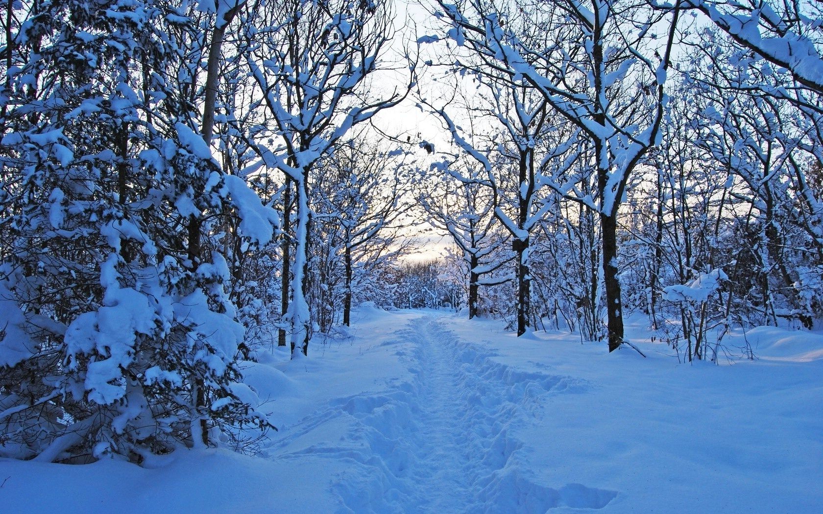 winter schnee kälte baum frost saison landschaft holz zweig wetter eis gefroren landschaftlich szene natur schnee-weiß frostig gutes wetter landschaften