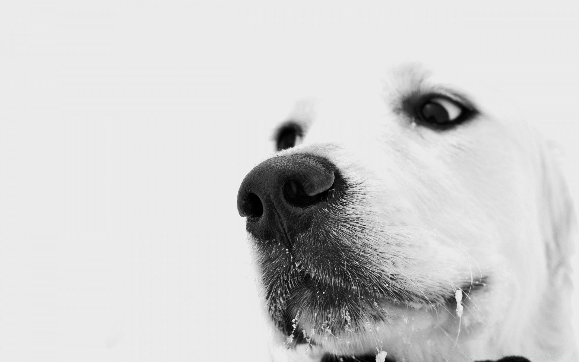 hund hund porträt tier hundesprecher haustier säugetier niedlich studio winter auge welpe ein monochrom schnee lustig