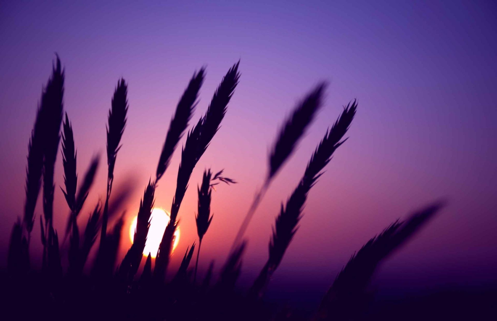 pflanzen silhouette sonne licht natur landschaft himmel sonnenuntergang hintergrundbeleuchtung wachstum sommer morgendämmerung