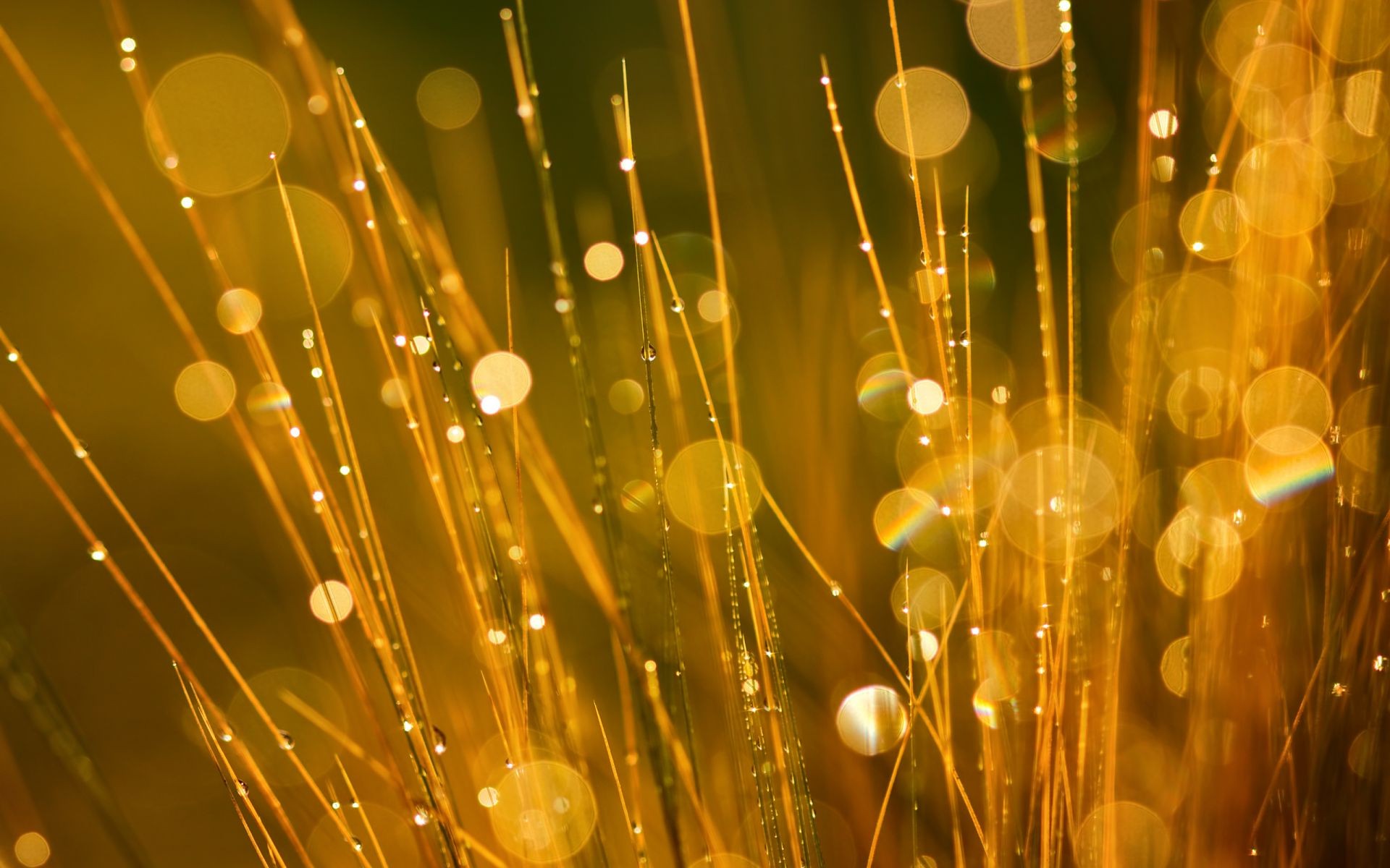 tröpfchen und wasser licht gold abstrakt weihnachten lumineszenz hell desktop farbe scheint urlaub