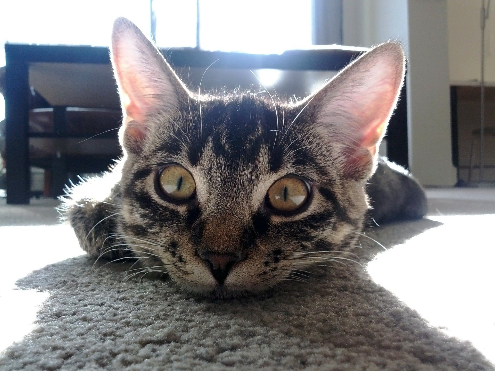 katze katze inländische tier haustier niedlich porträt säugetier fell kätzchen auge jung vorschau schlafen liebenswert wenig flauschig sitzen flaumig schnurrbart haare