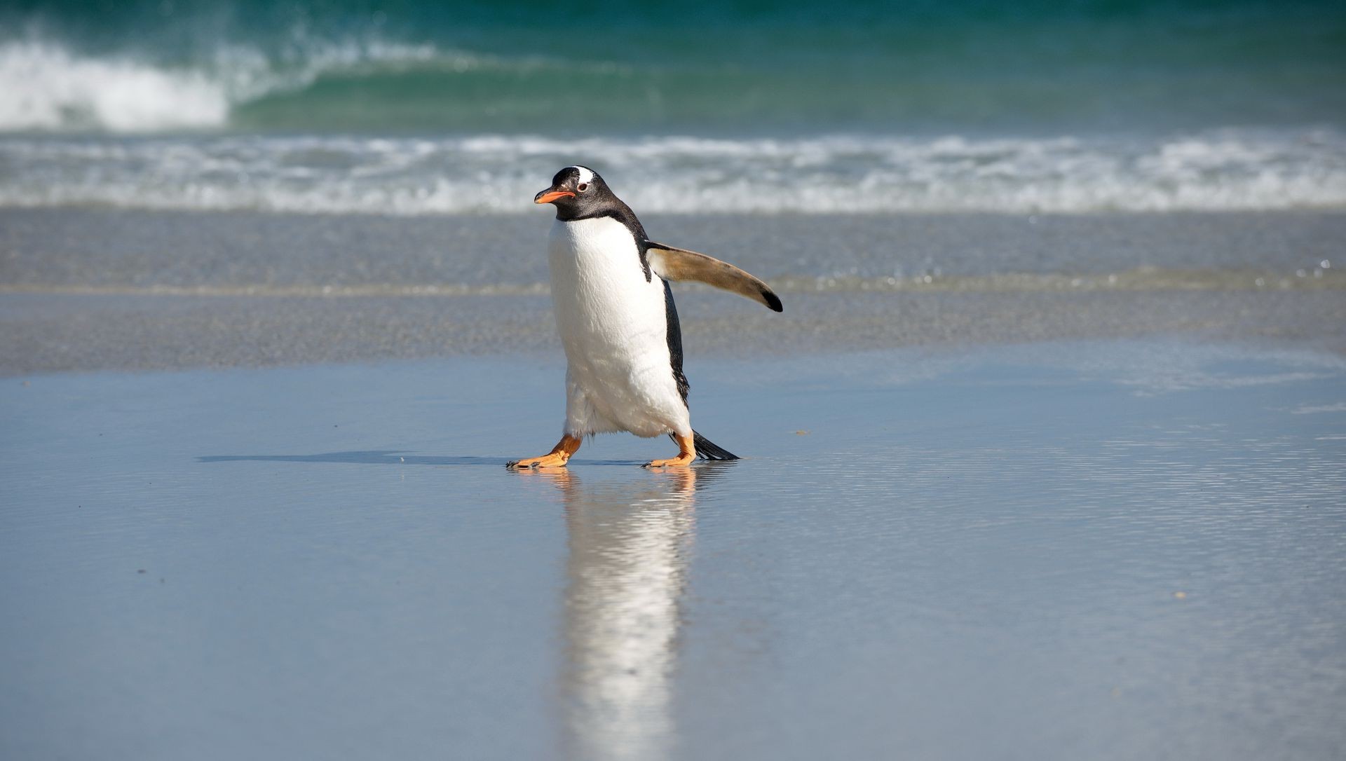 tiere vogel wasser strand schnee meer winter allein tierwelt im freien meer aktion ozean tageslicht seitenansicht reisen