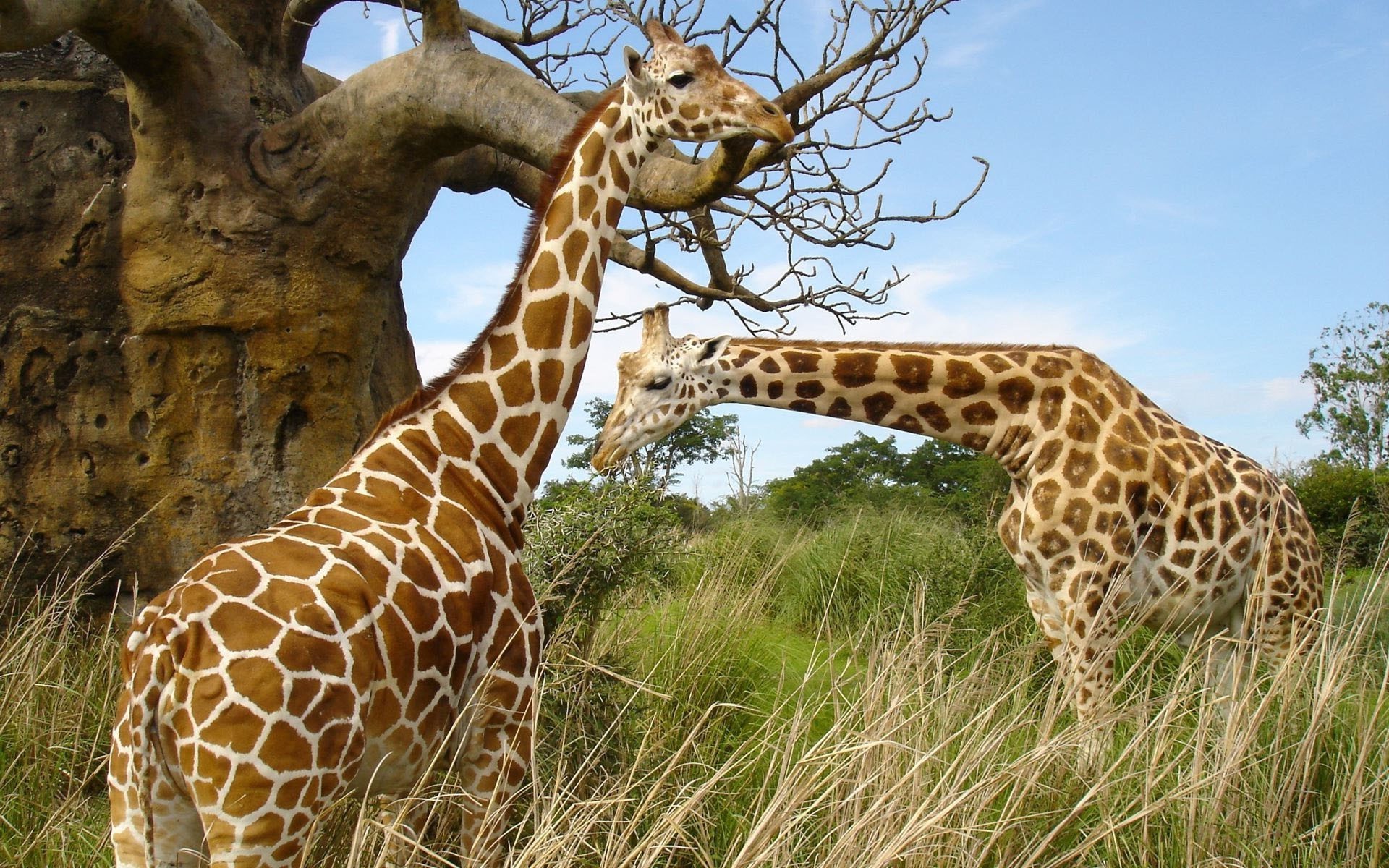 giraffen giraffe tierwelt natur wild säugetier safari tier gras park groß im freien hoch savanne hals