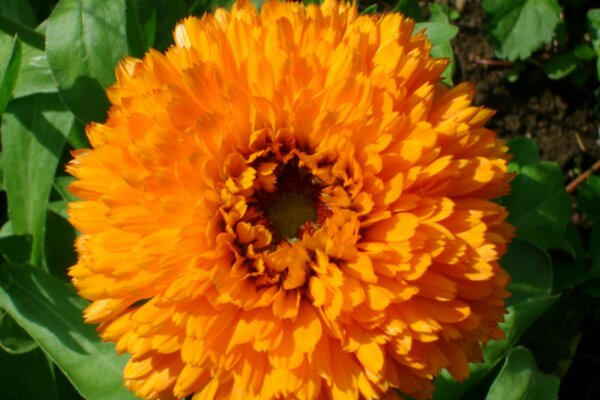 Frottee Ringelblume Blume...