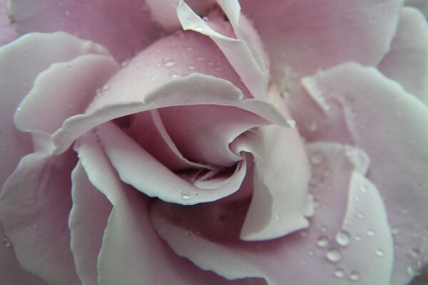 Tau auf einer zartrosa Rose