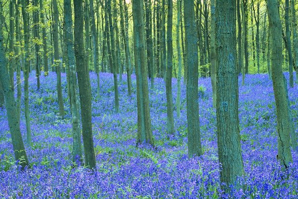 Malerische Naturlandschaft, Wald