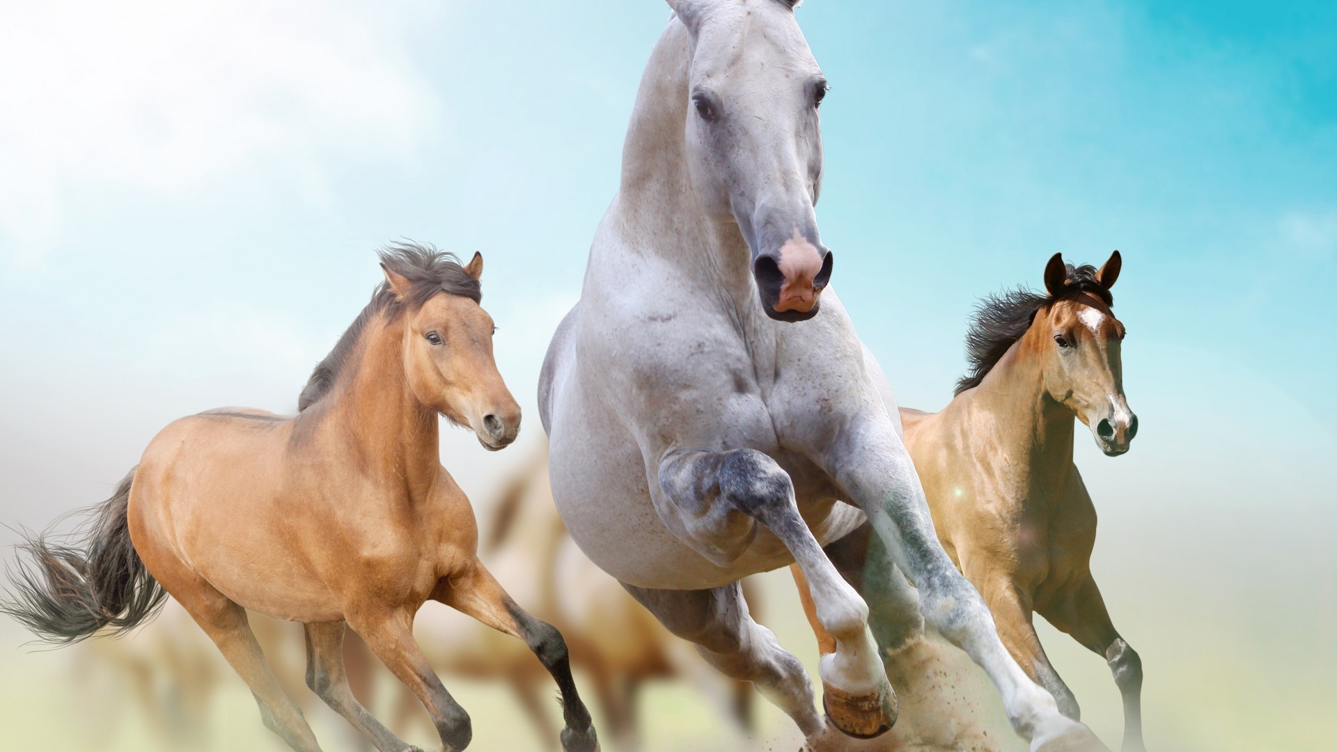 pferd kavallerie pferd hengst mare reittier säugetier pferdezucht manet tier pony schnell reinrassig schnell kastanie weide sitzen bauernhof zwei rennpferd fohlen