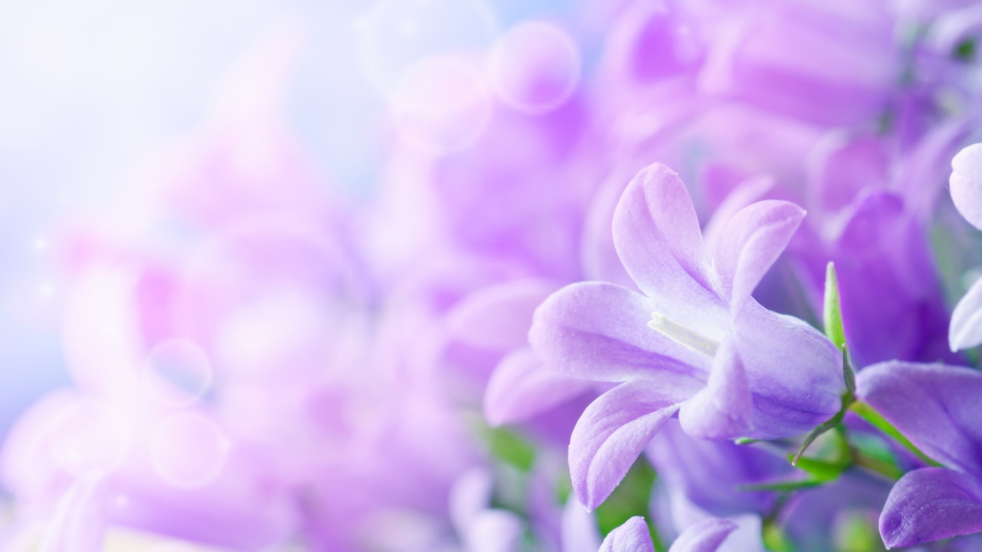 blumen blume natur flora farbe sommer garten hell schön blumen zart dekoration unschärfe blütenblatt schließen blatt lavendel blühen desktop wachstum