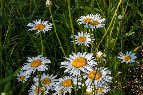 Kamille im Feld und grünes Gras