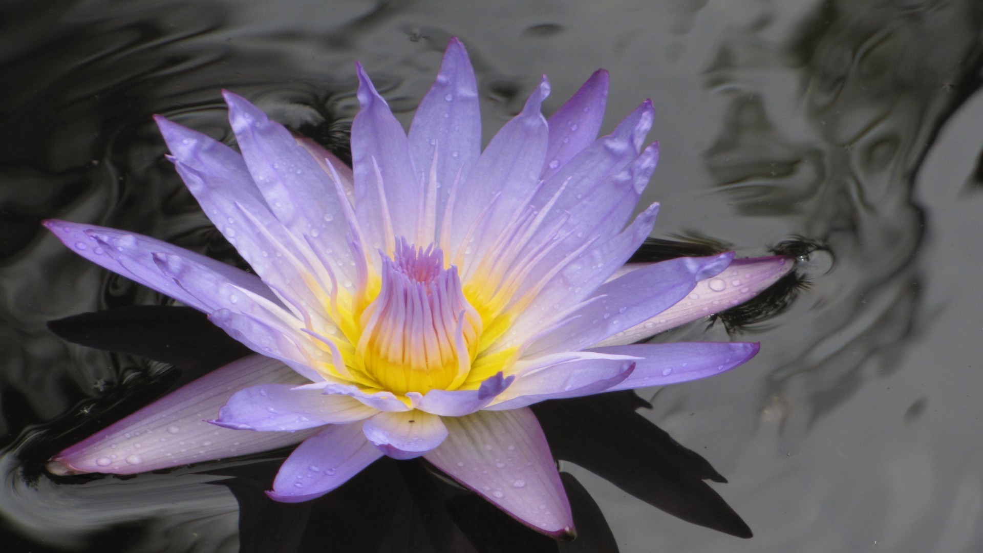 blumen im wasser lotus blume pool natur flora blühen wasser blatt schön lilie garten blütenblatt schwimmen exotisch sommer seerose zen tropisch farbe blumen