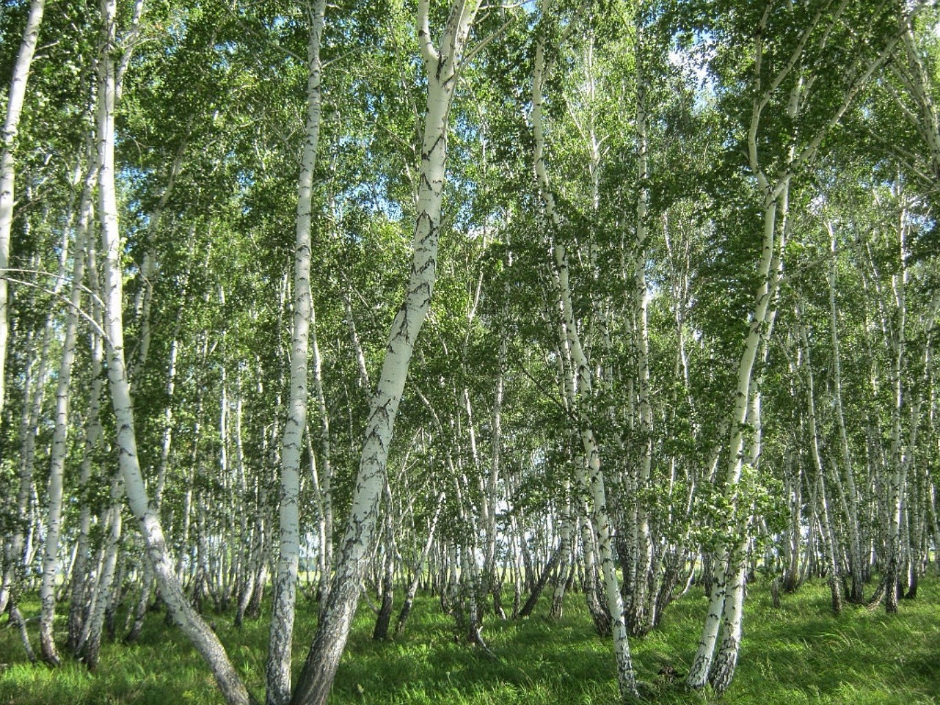 sommer landschaft holz birke natur blatt baum zweig umwelt flora park üppig gutes wetter land saison szene stamm ländlich hain rinde