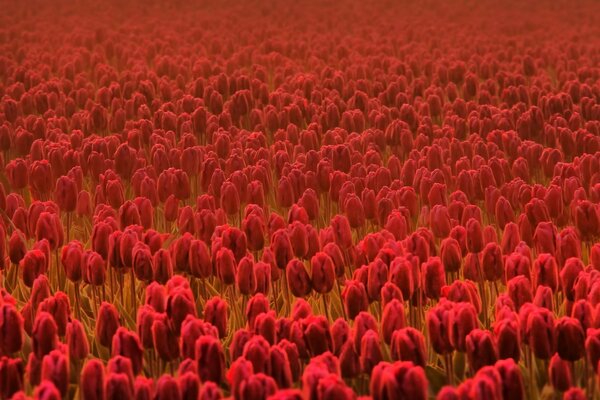 Großes Feld mit roten Tulpen