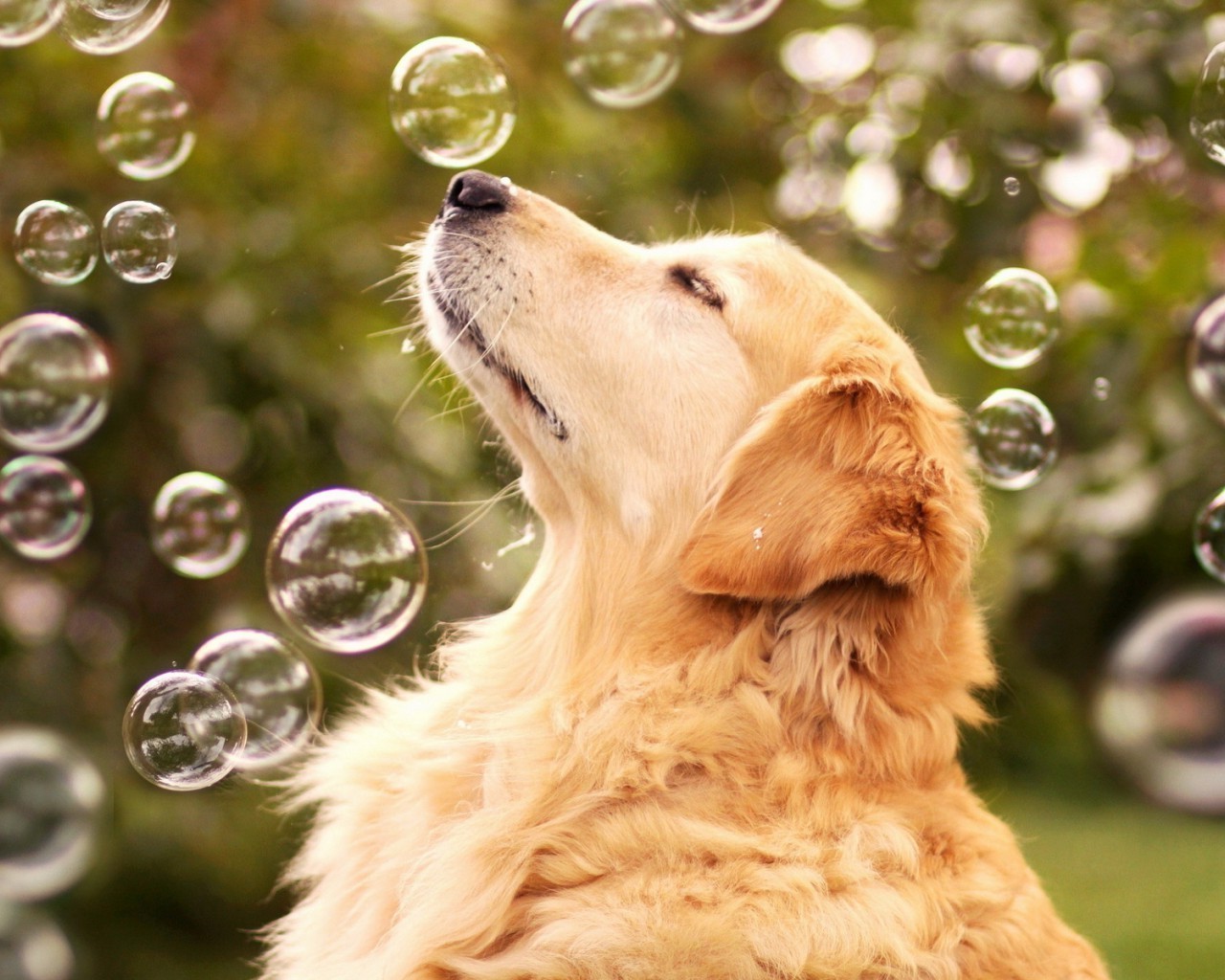 hund hund tier haustier niedlich porträt natur fell hundesportler säugetier welpe retriever gras wenig liebenswert inländische golden retriever junge rasse anzeigen lustig