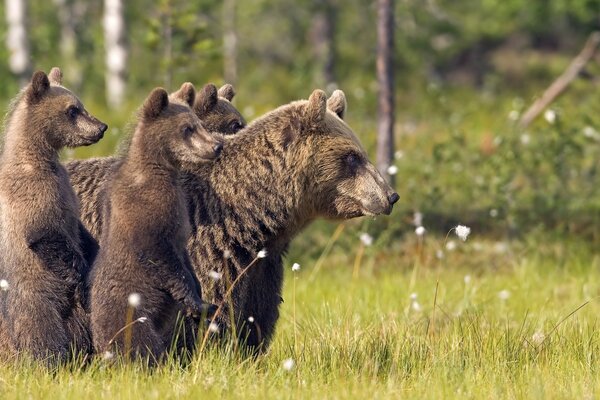 Ein Bär und ein Bär gehen in der Natur auf dem Gras spazieren