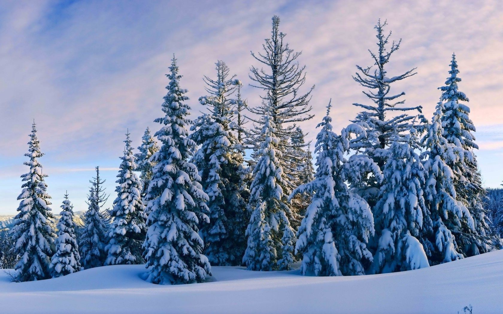 wald schnee winter holz kalt frost baum evergreen gefroren landschaft saison landschaftlich berge nadelholz im freien natur