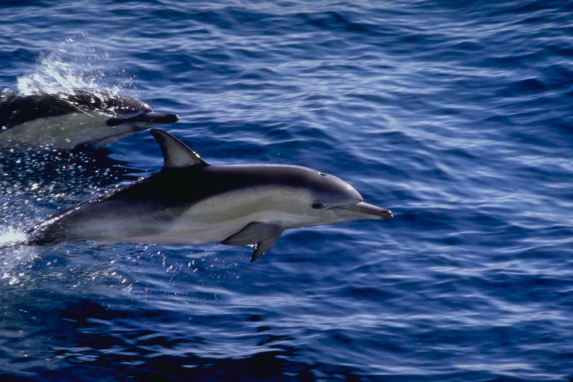 tiere wasser ozean gebläse meer wal delphin schwimmen marine natur fische unterwasser