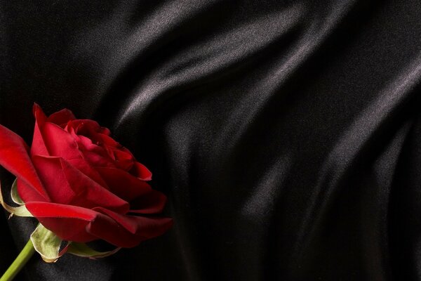 Rote Rose auf schwarzem Hintergrund
