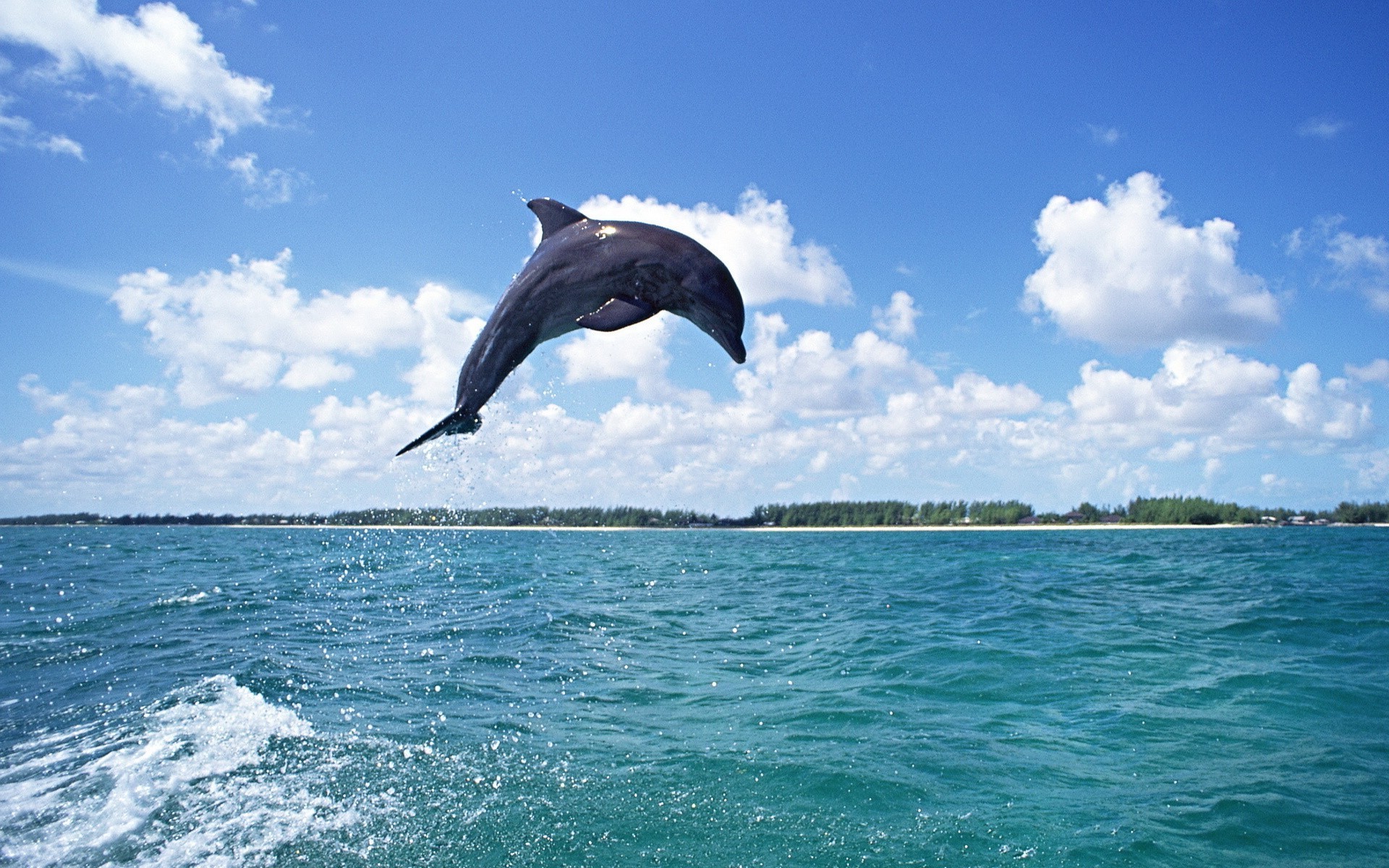 tiere wasser meer natur ozean sommer himmel reisen im freien urlaub tropisch gutes wetter schwimmen
