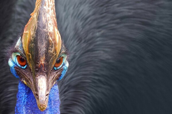 Der durchdringende Blick des Kazuar-Vogels