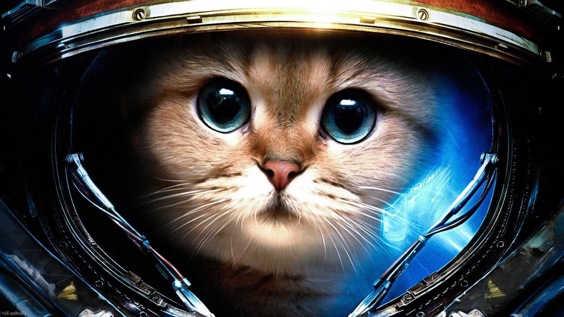 katzen porträt eins