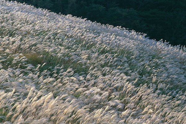 Blumenfeld bei Windeinschlag