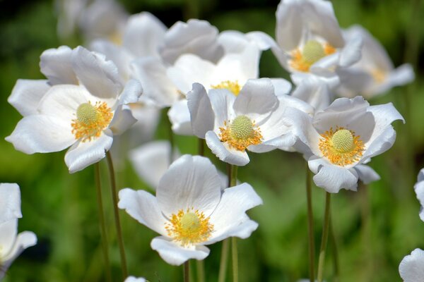 Sommer weiße Blumen in der Natur