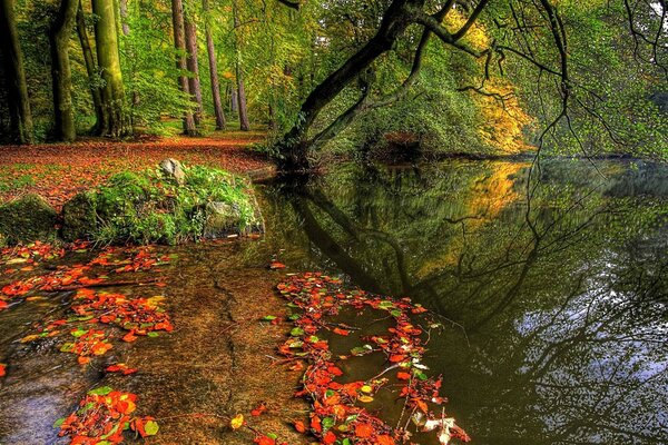 Herbstsee im Wald und Bäume