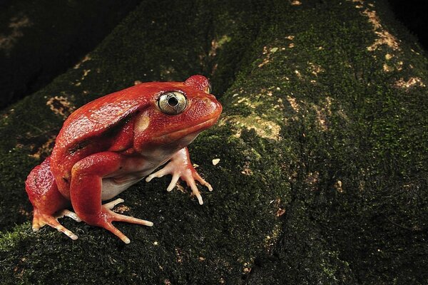 Großer roter Frosch