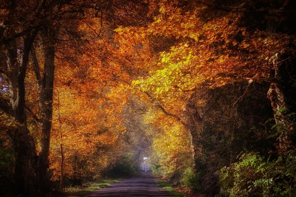 Straße im Herbstwald, hinter Pilzen