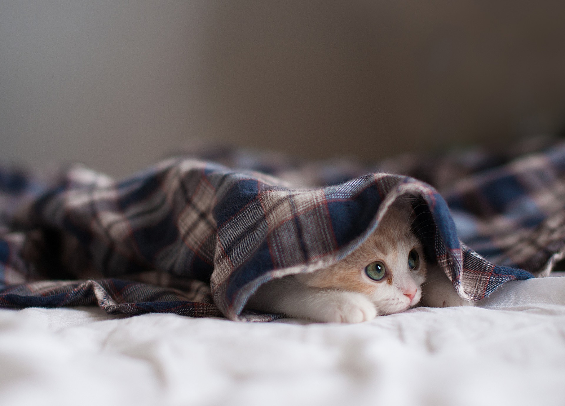 katzen schlafen porträt tier bett niedlich familie natur wenig